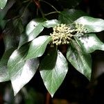 Hedera colchica Hoja