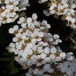 Spiraea thunbergii Bloem