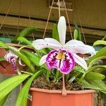 Guarianthe bowringiana Çiçek