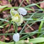 Allium paradoxum Цветок