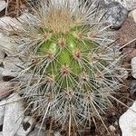 Bergerocactus emoryi Hoja