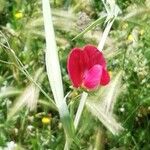 Lathyrus bauhini Fleur