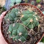 Gymnocalycium pflanziiLeaf