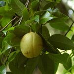 Myristica fragrans Fruit