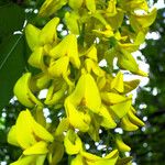 Laburnum anagyroides Fleur