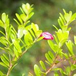 Cavendishia capitulata Blomma
