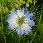 Nigella damascena花