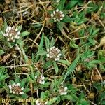 Trifolium bocconei Natur