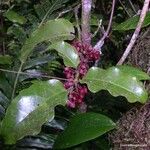 Amborella trichopoda Habit