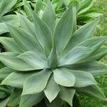 Agave attenuata Blatt