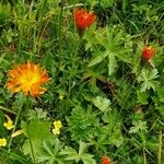 Crepis aurea ശീലം