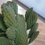 Consolea rubescens Hoja