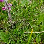 Pedicularis cenisia Leaf