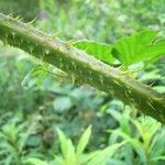 Rubus leyanus Bark