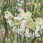 Gomphocarpus integer Flor