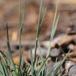 Poa bolanderi Habit