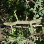 Cytisus spinosus 樹皮