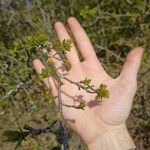 Crataegus azarolusপাতা