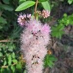 Spiraea salicifolia Λουλούδι