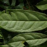 Diospyros bipindensis Hoja