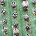 Cleistocactus spp. Flower