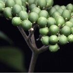 Solanum umbellatum Fruit