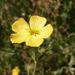 Kallstroemia grandiflora Çiçek