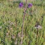 Salvia nutans Blomst