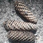 Pinus lambertiana Fruto