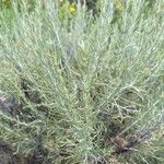 Artemisia californica Leht