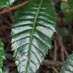 Myrica pubescens Leaf