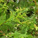 Thuja koraiensis Flower