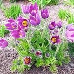 Pulsatilla vulgarisBlomst