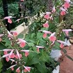 Salvia coccinea Blomst