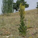 Verbascum lychnitis Alkat (teljes növény)