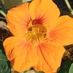 Tropaeolum minus Flower