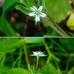 Stellaria alsine Λουλούδι