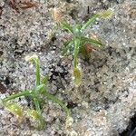 Drosera scorpioides Leaf