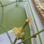 Rhipsalis floccosa Flower
