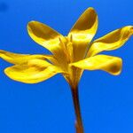 Crocus flavus Λουλούδι