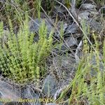 Valantia hispida Habit