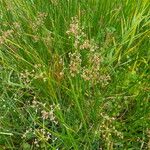 Juncus subnodulosus Blüte