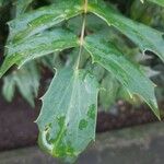 Berberis japonica Leaf