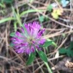 Trifolium medium Květ