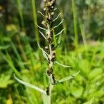 Omalotheca norvegica Flower