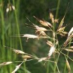 Helictotrichon cantabricum Flor