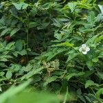 Rubus rosifolius പുഷ്പം