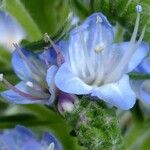 Echium acanthocarpum Λουλούδι