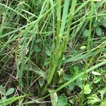 Anacamptis coriophora Hoja