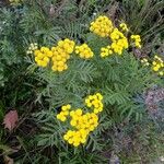 Tanacetum vulgareFlor